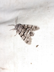 Panthea guatemala