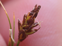Carex nardina
