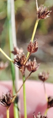 Juncus articulatus