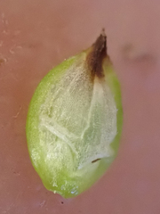 Carex nardina