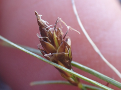 Carex nardina