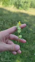 Rhinanthus serotinus