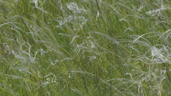 Stipa pennata