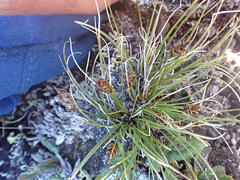 Carex nardina