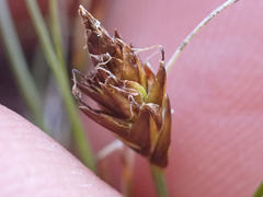 Carex nardina