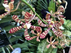 Vandoideae