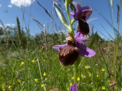 Ophrys sphegodes aveyronensis