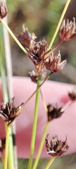 Juncus articulatus
