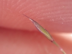 Festuca