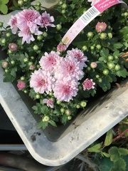 Chrysanthemum morifolium