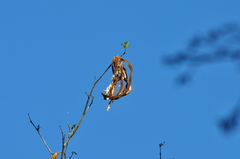 Handroanthus chrysotrichus