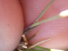 Festuca