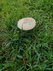 Chlorophyllum molybdites