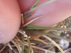 Festuca