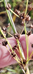 Juncus articulatus