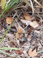 Lycaena phlaeas