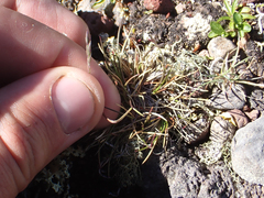 Festuca