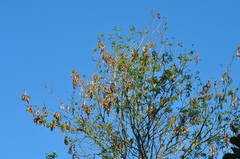 Handroanthus chrysotrichus