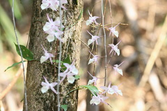 Dendrobium aphyllum