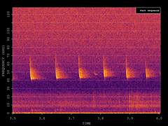 Pipistrellus pipistrellus