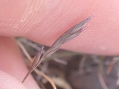 Festuca