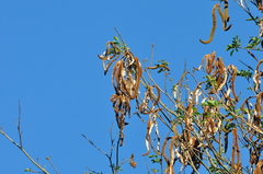 Handroanthus chrysotrichus