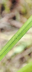 Juncus articulatus