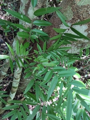 Lonchocarpus castilloi