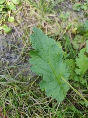 Jacobaea
