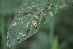 Diabrotica undecimpunctata