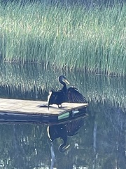 Anhinga anhinga
