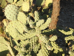 Cylindropuntia