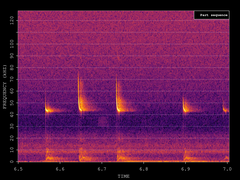 Pipistrellus pipistrellus