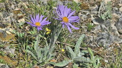 Aster alpinus