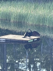 Anhinga anhinga