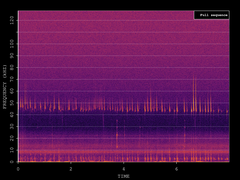 Pipistrellus pipistrellus