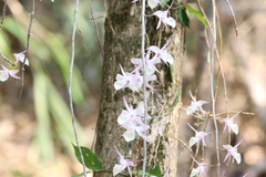 Dendrobium aphyllum
