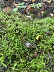 Cepaea