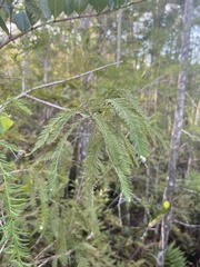 Taxodiomyia cupressiananassa