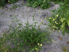 Silene latifolia alba