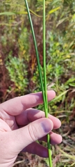 Juncus articulatus