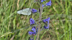 Aporia crataegi