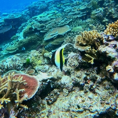 Zanclus cornutus