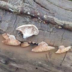 Tapinella panuoides