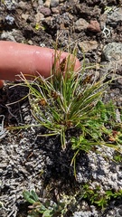 Carex nardina