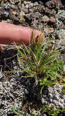 Carex nardina
