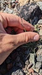 Festuca