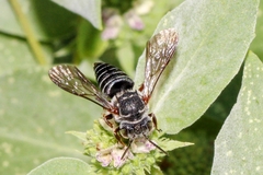 Coelioxys