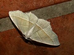 Campaea margaritaria