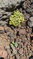 Draba